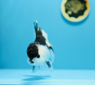 AAA Oranda Panda 5-5,5 pouces Mâle #1209_08