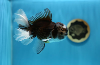 Oranda Panda Mâle 5,5-6 pouces #1230OR_06