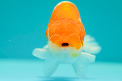 Buffalo Ranchu mâle 4 pouces #0317RC_14