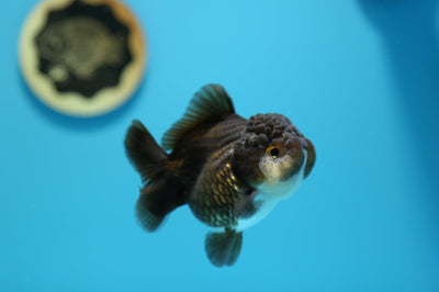 AAA Yuanbao Hembra 3.5-4 pulgadas #1216YB_01