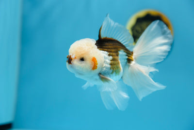 Super Panda Oranda Macho 5.5-6 pulgadas #1109TO_10