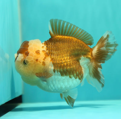 Yuanbao Pompons Femelle 5 pouces #0310YB_25