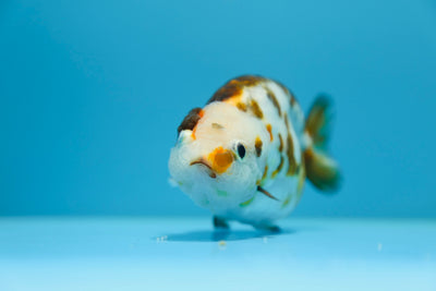 Vaca tricolor ranchu hembra 4-4,5 pulgadas #1118RC_14