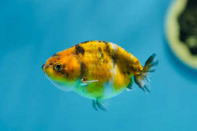 Super Tiger Lionchu 3-3,5 pouces #1223RC_07