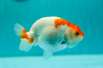 Buffle femelle rouge et blanc 4,5 pouces #0421RC_15