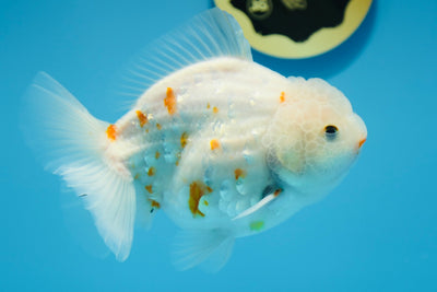 Yuanbao blanco Super Sakura macho de 5,5 a 6 pulgadas n.° 1118YB_03