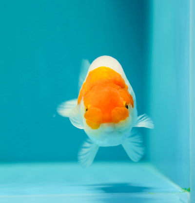 Buffle thaï Ranchu femelle 4 pouces #0310RC_09