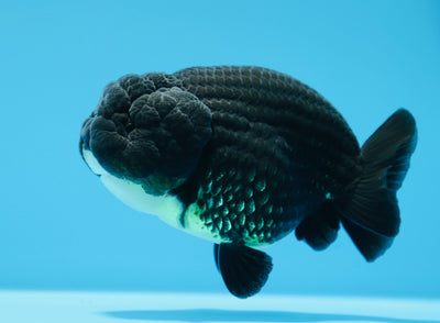 Lionchu Super Black Macho 4-4,5 pulgadas #0112RC_09