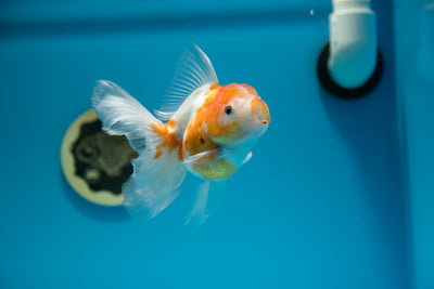 Súper agradable Sakura #03 Oranda 5 pulgadas