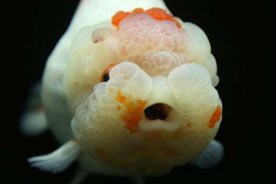 AAA SUPER LionQueen 5-5,5 pulgadas #0421LC_03