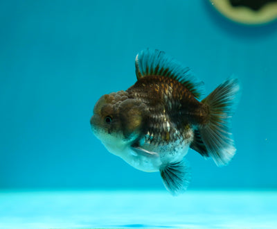 Yuanbao Kirin 3,5 pouces Mâle #0224_05