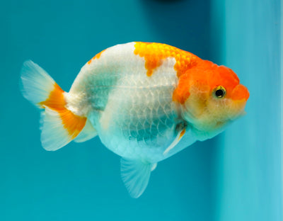 Buffle thaï Ranchu femelle 4 pouces #0310RC_08