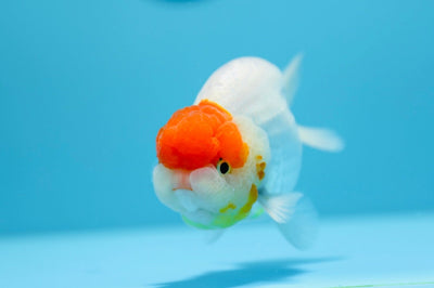 AAA Lionchu Tancho Red White Male 4.5-5 inches #1209_17