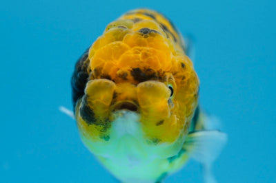 Lionchu Tiger 3-3,5 pouces #0119RC_13