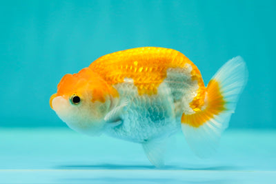 Buffle femelle rouge et blanc 4 pouces #0421RC_17