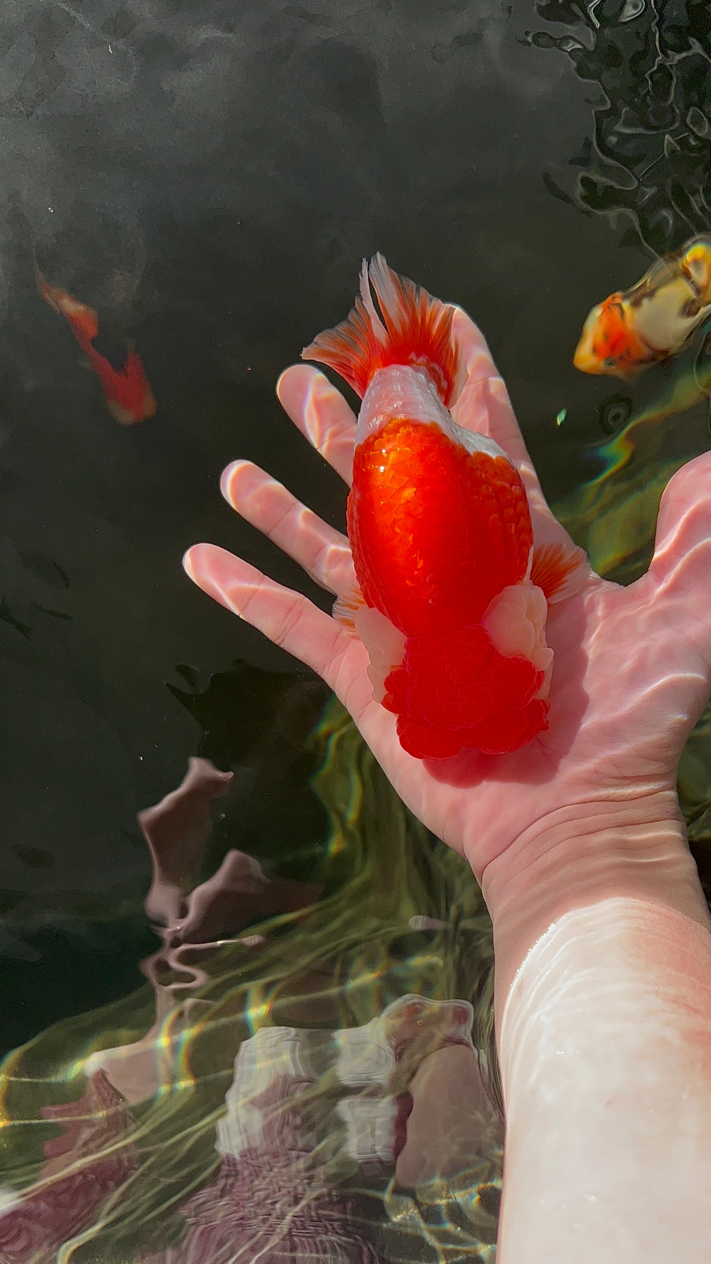 León de calidad Super Show King de 5 a 5,5 pulgadas n.° 0224_01