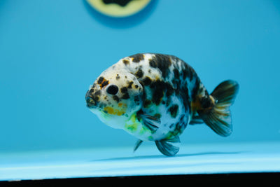 Macho Calico Ranchu de 5 a 5,5 pulgadas n.° 1118RC_01