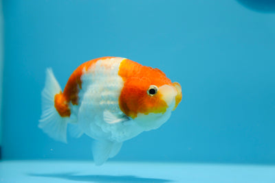 Sakura Ranchu Macho 4.5-5 pulgadas #1201_13