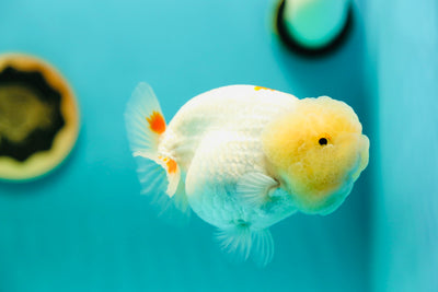 León reina blanca como la nieve de grado AAA, cabeza de limón, 4,5 pulgadas, n.º 0421LC_18