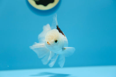 Naranja 4,5-5 pulgadas #0106OR_05