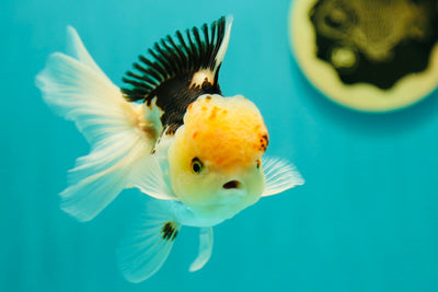 Tricolore Oranda Mâle 4-4,5 pouces #0331OR_11