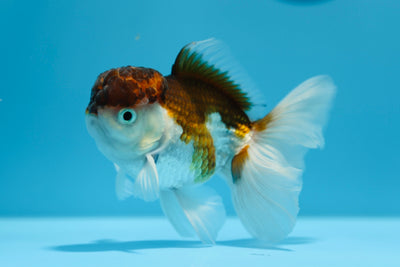 Tricolore Oranda Mâle 4,5-5 pouces #1216OR_01