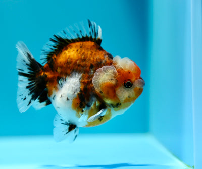 Yuanbao Calico Male 3.5-4 inches #0203YB_10