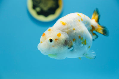 Hembra de Calico Ranchu de 4,5 a 5 pulgadas n.° 1118RC_10