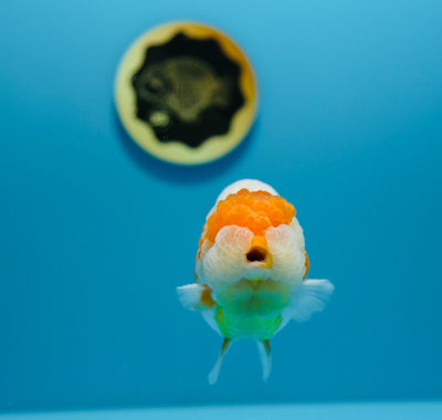 AAA Super Special Lionchu Male 4.5-5 inches #1212_03