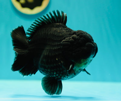 Bouledogue noir de catégorie AAA Yuanbao mâle 5,5-6 pouces #0407YB_01