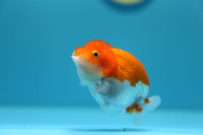 Super Red White Lionchu 3,5 pulgadas Hembra #1