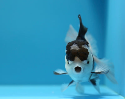 Oranda Panda Mâle 5-5,5 pouces #1230OR_02