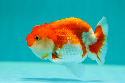 Buffalo Ranchu Femelle 3,5 pouces #0324RC_07