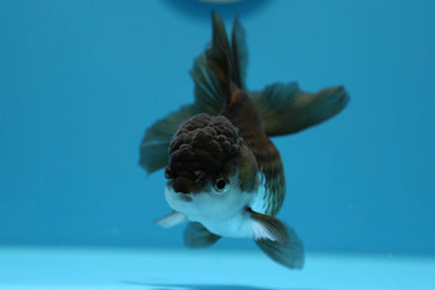 Oranda Panda Femelle 4,5-5 pouces #1230OR_01