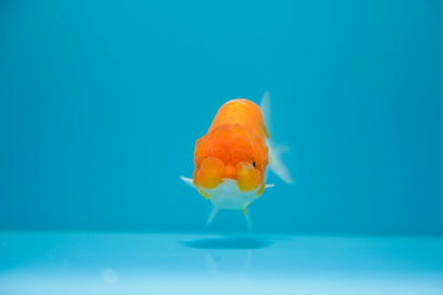 León chu rojo y blanco supergrande de 3,5 a 4 pulgadas, macho n.° 3