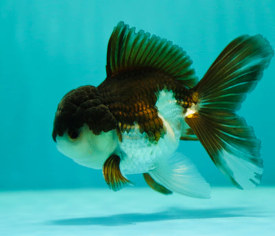 Panda Oranda Macho 4-4.5 pulgadas #0331OR_01