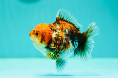 Chunky Kirin Yuanbao Female 4.5 inches #0414YB_17