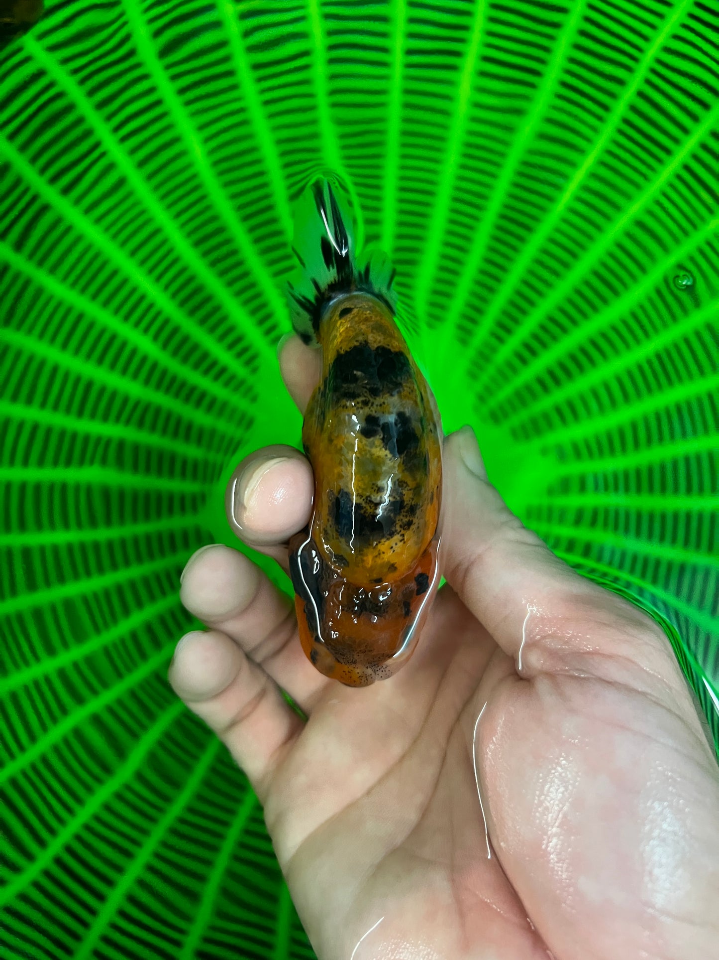 Super Tiger Lionchu 3,5-4 pouces #1223RC_12