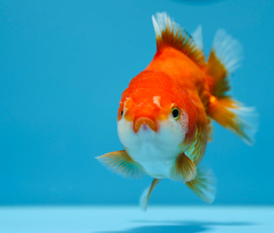 Yuanbao hembra de 4 a 4,5 pulgadas #0112YB_10