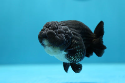 Super Black Lionchu 4-4.5 inches Male #1223RC_01