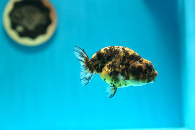 Tigre femelle Lionchu 3,5 pouces #0224_06