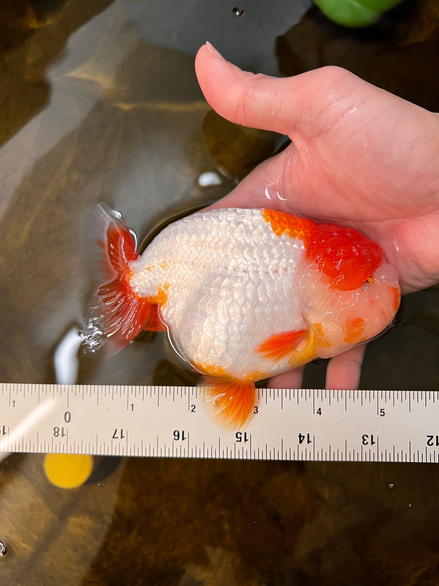 AAA Lionhead ranchu male 5-5.5 inches #0112RC_01