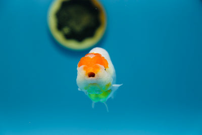 León chu rojo y blanco supergrande de 3,5 a 4 pulgadas, hembra n.° 1120RC_12