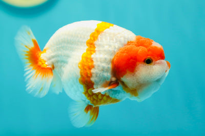 Roi Lion de catégorie AAA 4,5 pouces #0407LO_02