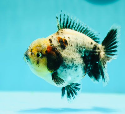 Balance spéciale en granit mat Yuanbao mâle 4-4,5 pouces #0331YB_04