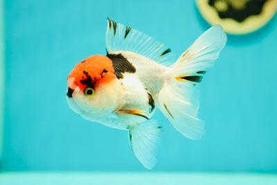 Oranda tricolore à bonnet rouge mâle 4,5 pouces #0414OR_09