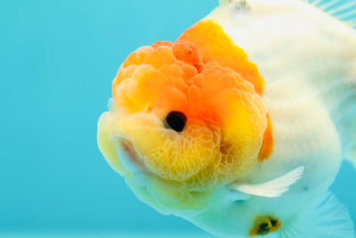 Bouledogue mâle Sakura Yuanbao de catégorie A, 4 pouces #0331YB_02