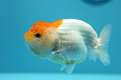 LionQueen 4-4.5 inches #0127RC_08