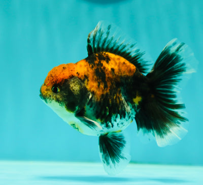 Calico Dark Kirin Oranda Male 4 inches #0407OR_09