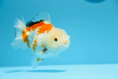 Yuanbao Tricolor Lemon Head 4-4.5 pulgadas Hembra #1209_02